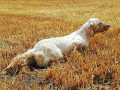 Setter Anglais LAÏDA DE L'ECHO DE LA FORET Setter Anglais LAÏDA DE L'ECHO DE LA FORET